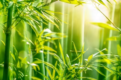 CO2 opname bamboe bos 5x groter